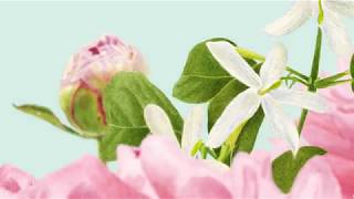 DARPHIN 法式芳療保養 為你綻放花美妍