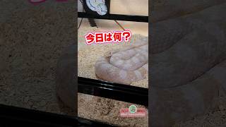 Where does the snake's tail end? #CornSnake #Reptile #Snake