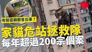 一線搜查｜家貓危站拯救隊 每年超過200宗個案 有裝窗網都會出事？ 特製工具專門救貓｜794集｜有線新聞 利穎怡｜ #一線搜查｜HOYTV 77台 #hoytv77台