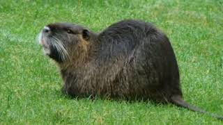 Dangerously destructive species spotted in Central Valley