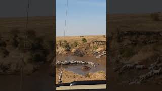 The Great Wildebeest Migration