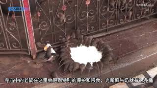 印度“老鼠庙”供养着两万多只老鼠，甚至有信徒吃老鼠剩下的食物