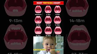 Complete Baby Teeth Eruption Chart for Parents
