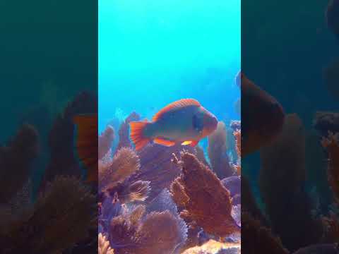 Stunning coral reef in the Florida keys #diving #coral #underwater