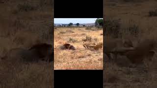 Animal life #wildlife #lionlife