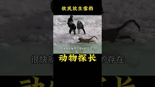 牧民放生雪豹 #雪豹 #野生动物零距离
