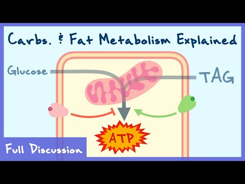 Carbohydrate & Fat Metabolism Explained | Full Discussion