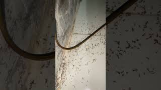 The Great Bed Invasion: Ants Take Over!