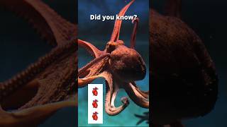 Octopus Secrets #naturewonders #funfactchannel #animalfacts