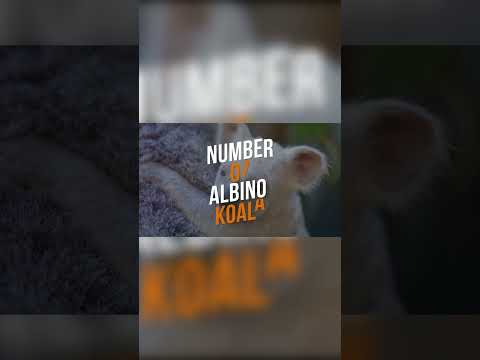 Rarest Albino Animals - Albino Koala 🐨⚪
