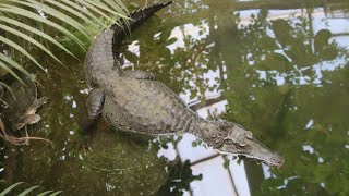 Keilkopf-Glattstirnkaiman / Smooth-fronted caiman : Zoo Krefeld