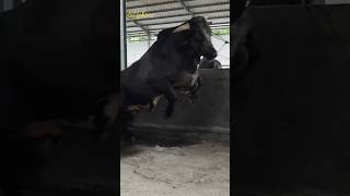 Biggest bull got angry! #dehakimschannel #sapi #setiafarm
