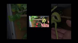 #pets #animal #reels #youtubeshorts #greentreepython #python #snake #reels #shorts