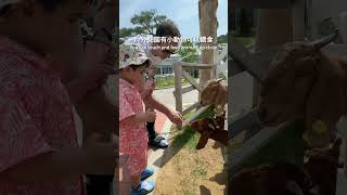 Must visit in Seoul #首爾親子景點 #seoultravelguide #birdpark #首爾旅行