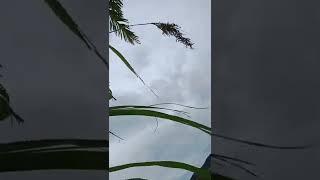 pengambilan Bunga serai (kembang serai) langka #shorts #mistis #petanimuda #serai #unik #mitos
