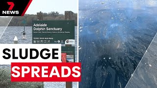 Fears for Adelaide's dolphin population as toxic algal bloom spreads to Port River | 7NEWS