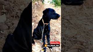 @the_black_lab.#labrador #blacklab #doglover #pet #jerry #lab