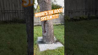 Where's the Roots??? #tree #arborist #treeclimbing #treecare #oaklandcounty