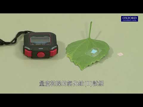 實驗10.3 設計實驗以探究不同植物葉片兩面的氣孔相對豐度