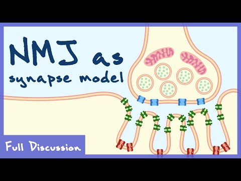 Neuromuscular Junction As The Model For Chemical Transmission (Neurophysiology) | Full Discussion