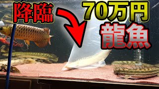 １２年間憧れた激レアの龍魚購入！特選個体『オモ川ビキール』　『アクアリウム』『ポリプテルス』わいるどもん　Omo River bichir