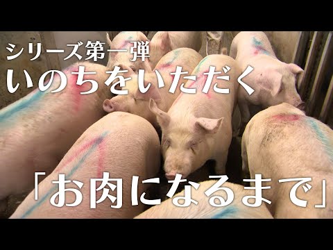 かながわ旬菜ナビ 傑作選②「いのちをいただく〜お肉になるまで〜」 2024年3月10日放送