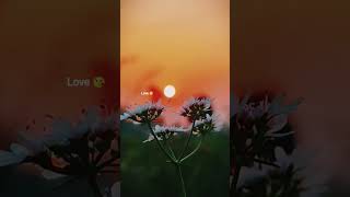 saiyaara song 💕 love #sunset short video #naturestories #nature #love  🌹🌺🪻 of #naturephoto