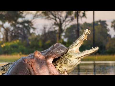 HIPPOPOTAMUS — The Animal Even Lions and Crocs Won’t Mess With