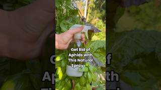 Did you know your tomato leaves can help protect your garden from pests?#garden #tomato #pestcontrol