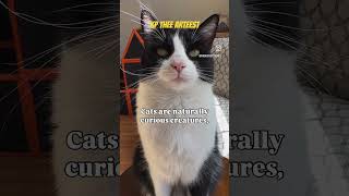 #kptheearteest#housemafiaent#hme#cat#catdaddy#cats#love#motivation#live#life#grace#faith#GOD#JESUS