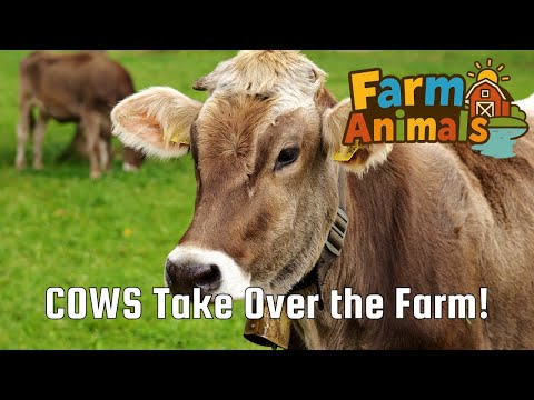 COWS in the Farm!