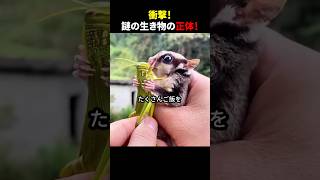 衝撃！謎の生き物の正体！#ほっこりショート