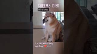 Cheems died💔 infinity love #shorts #cheems #cheemsdog #cheemsmemes #love