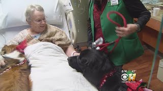 Therapy Dogs Make Surprise Visit At Hospital