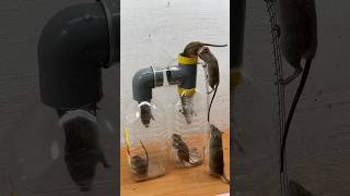 The most perfect homemade mouse toys idea at home #mousetoys #rattoys #rat #shorts