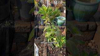 Home Depot Plant HACK! Haggling my way to 50% OFF! #homedepot #plantdiscount