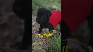 Super Pup Strikes Again! (Saves another hooman) #shorts #labradorretriever #puppy