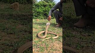 #Indian #sprectacled cobra snake 😱😱