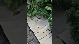 Life hack for mulching conifers #landscapedesign #landscape #mulch #mulching #bark #conifers