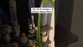 Day 14 of owning a Chinese Money Plant #getrichquick #lifehacks #moneyhacks