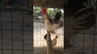 #bantam?#shorts