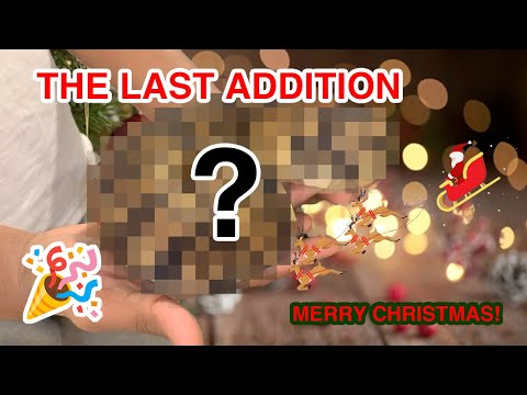 my last ball python addition *MERRY CHRISTMAS*