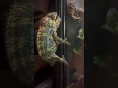 Chameleon vs tree python 🐍 🦎 #animals #snake #cobras #animal #wild #reptile #feeding #pet #fight