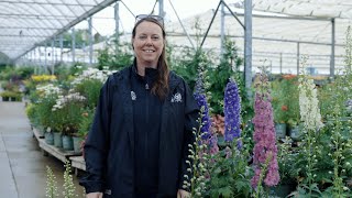 PETITTI Delphinium Spotlight | How to Grow Perennial Larkspurs