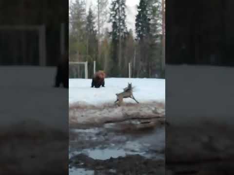 Woman vs bear