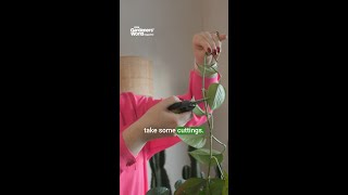Free MOTHER'S DAY GIFT | Propagate a pothos