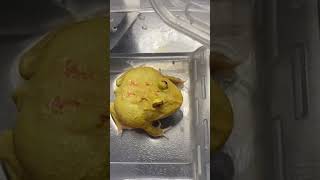kitty vs frog fighting #newethiopianmusic #abrelohd #ethiopiancomedy #dinklejoch