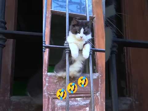 The Cat! 🤣🐱🤣 #shorts #ytshorts #viralvideo #funny #shortsfeed