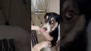 My Bestie deserves everything Good #shorts #funny #pets #cutedog #dog #puppy #viral #dogshorts