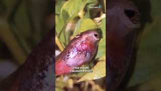 Frog Lifecycle | Interesting Science Facts | SenseXR